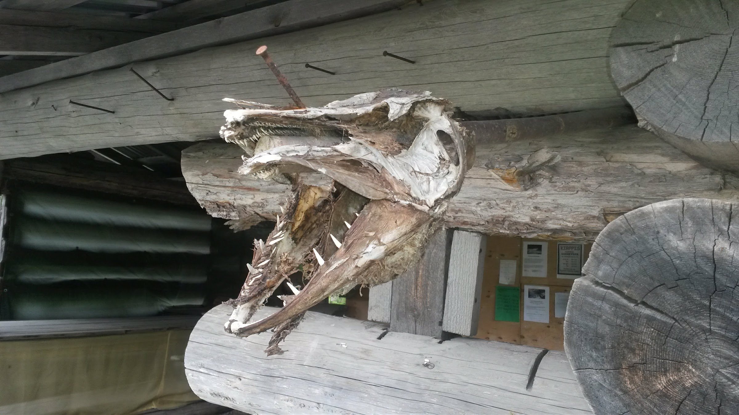 Handfishing / Kézi halfogás (Rahajoki)